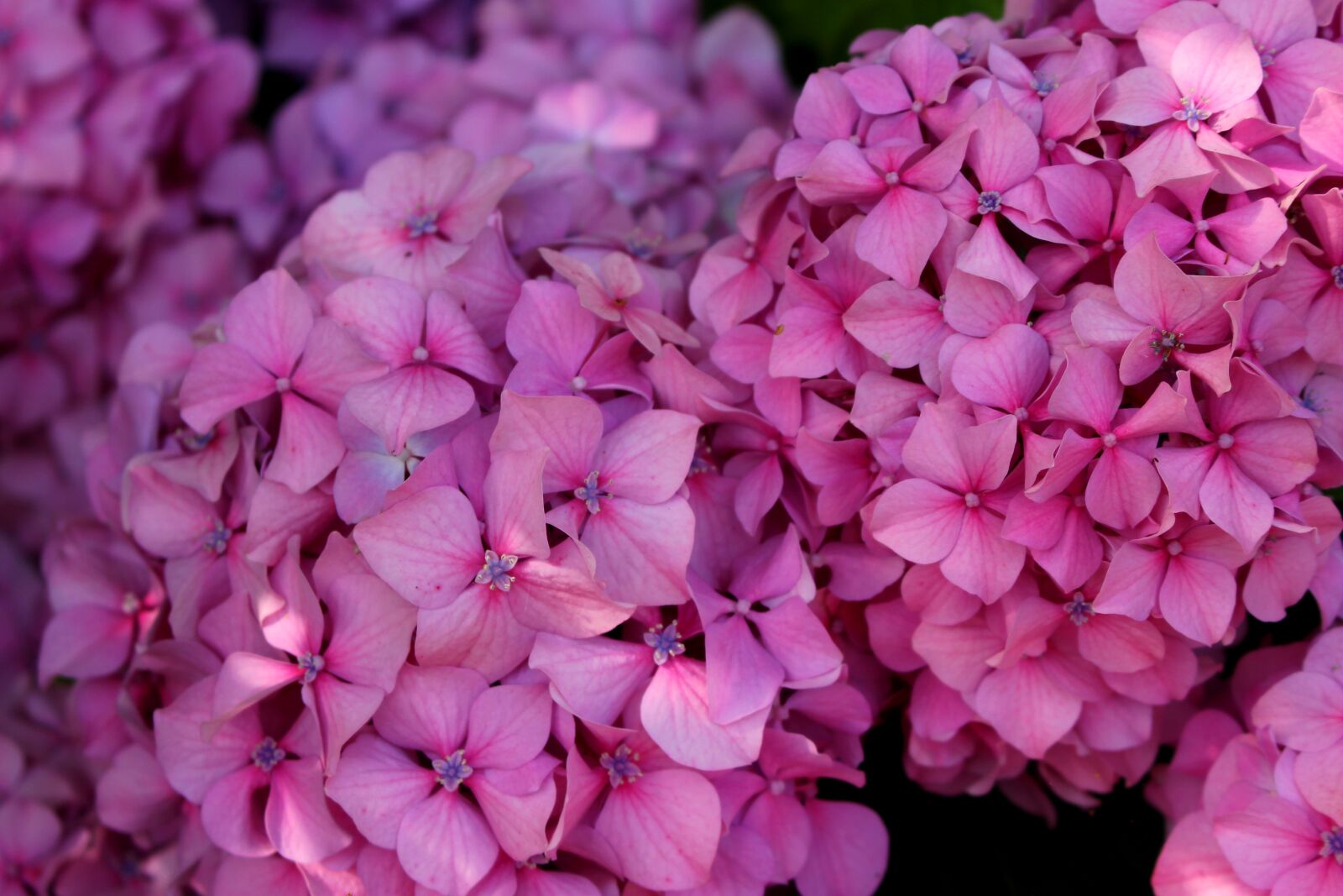 Canon EOS 100D (EOS Rebel SL1 / EOS Kiss X7) sample photo. Hydrangea, flower, pink photography