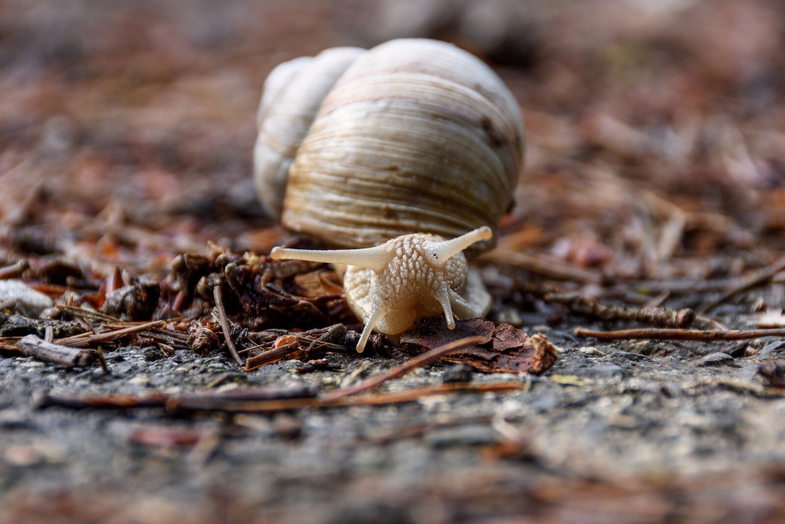 Nikon D7200 sample photo. Snail, mollusk, schnecknhaus photography