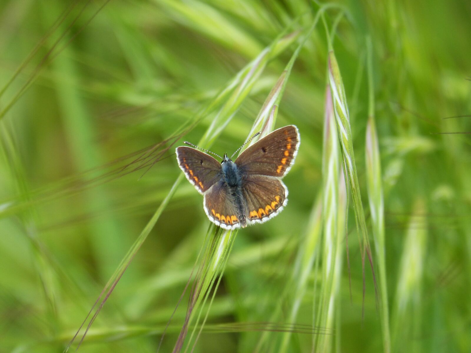 Panasonic DMC-FZ62 sample photo. Butterfly, brunette, aricia cramera photography