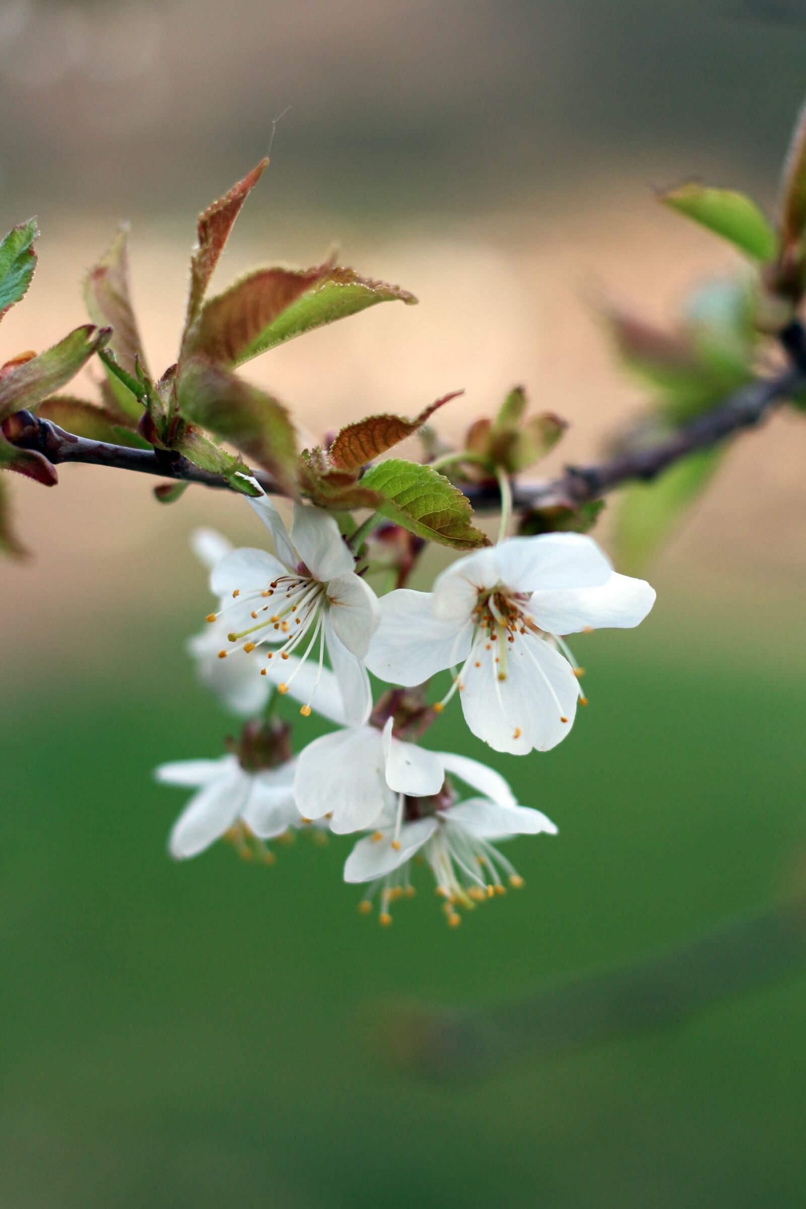 Canon EOS 650D (EOS Rebel T4i / EOS Kiss X6i) + Canon EF 50mm F1.8 STM sample photo. Flower, flowers, spring photography