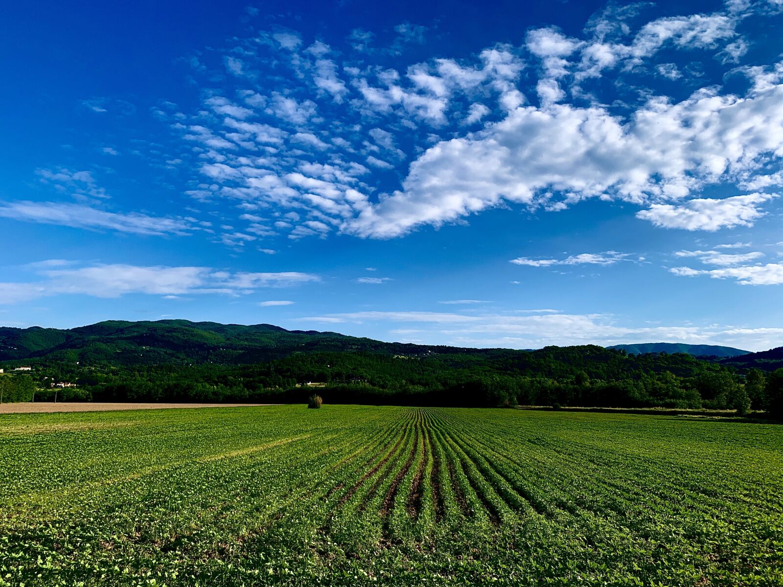 iPhone XR back camera 4.25mm f/1.8 sample photo. Sky, campaign, landscape photography