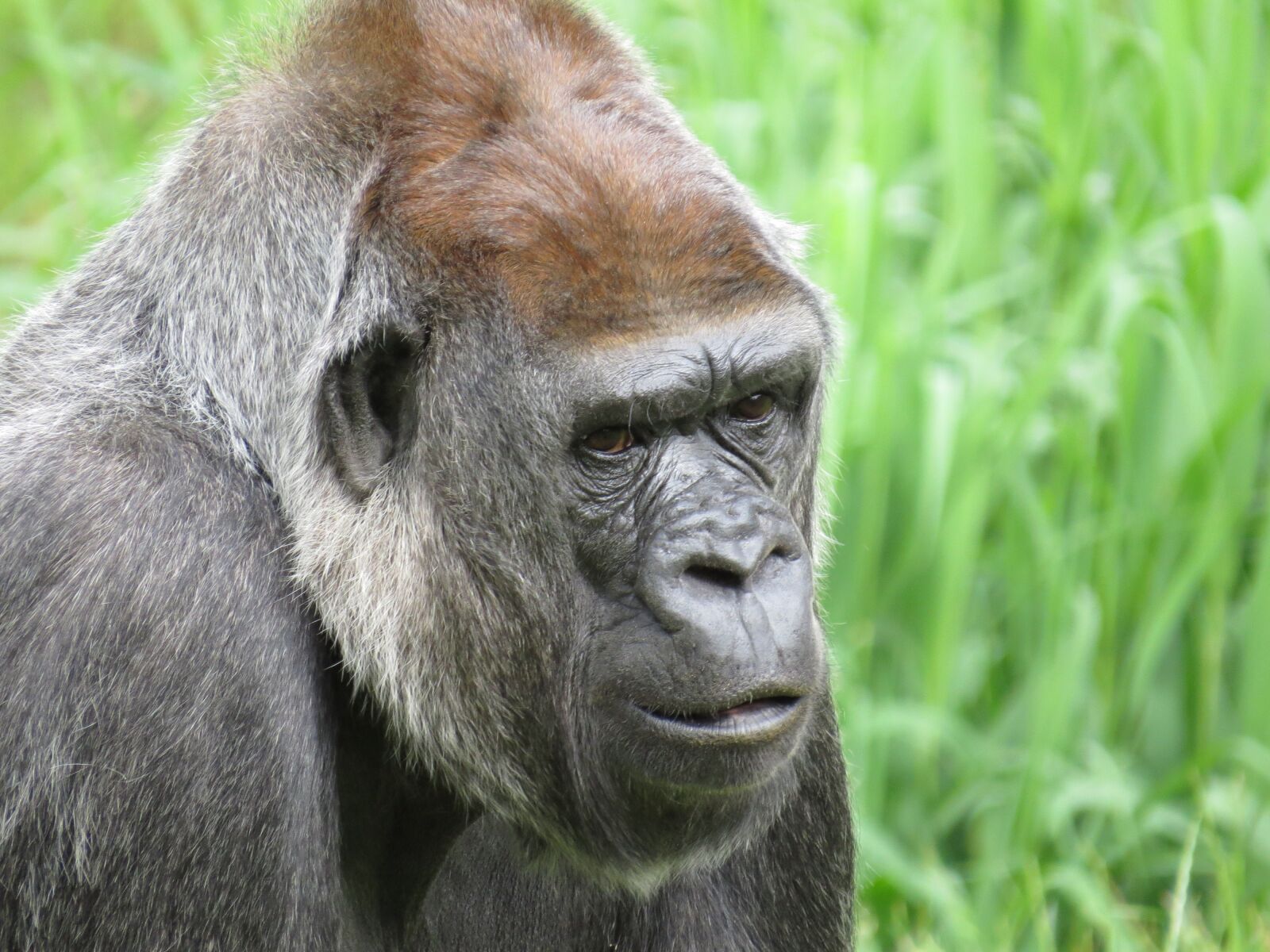 Canon PowerShot SX50 HS sample photo. Gorilla, animal, monkey photography