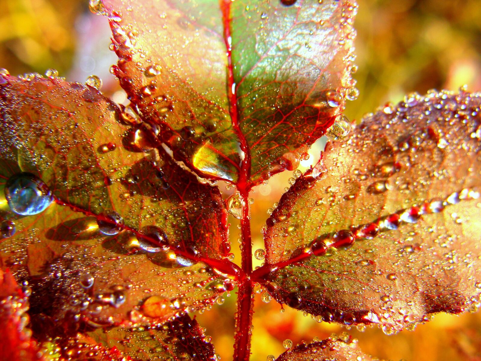 Sony Cyber-shot DSC-H10 sample photo. Leaf, water, fall photography