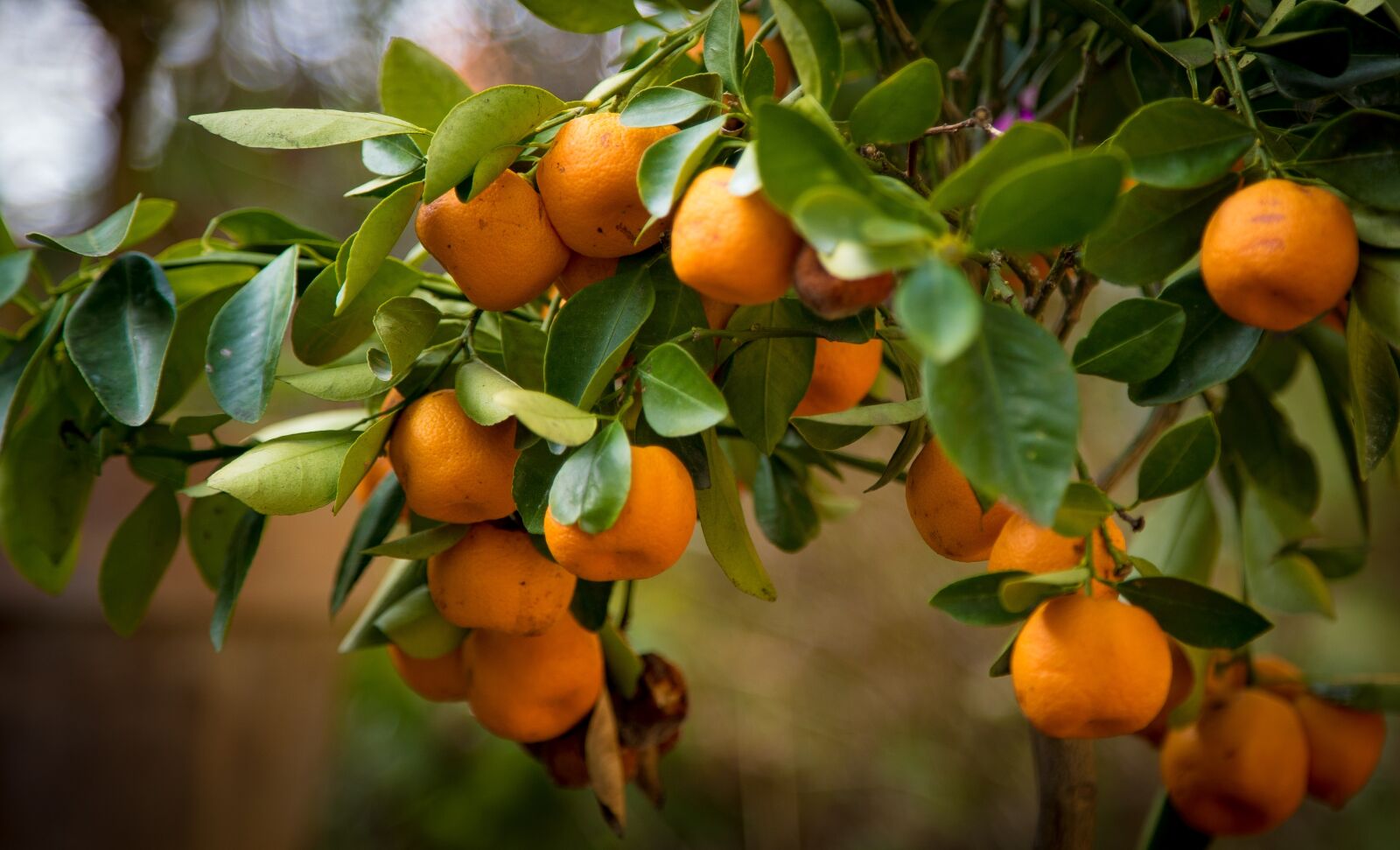Sony DT 50mm F1.8 SAM sample photo. Oranges, tree, nature photography