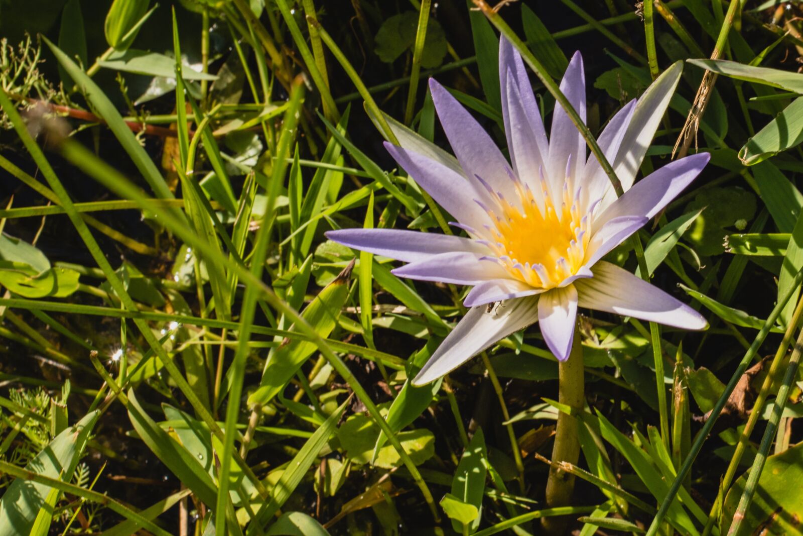 Nikon D7200 sample photo. Nature, plant, flower photography