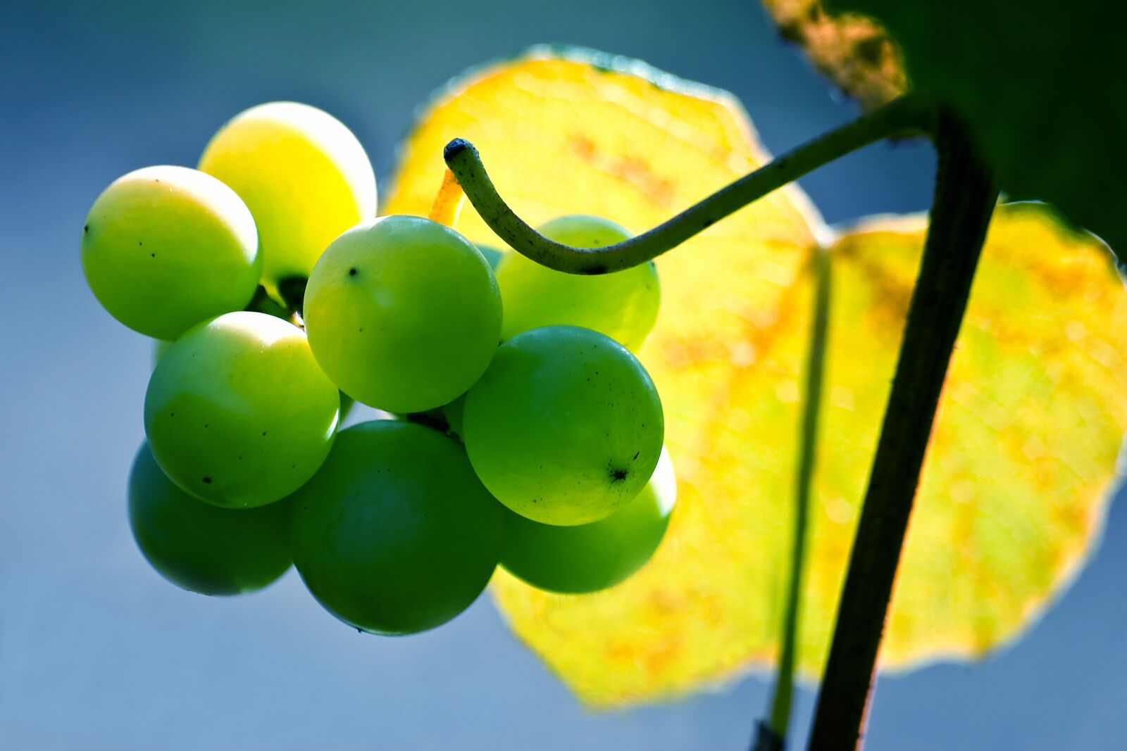 Nikon D80 sample photo. Grapes, nature, leaf photography