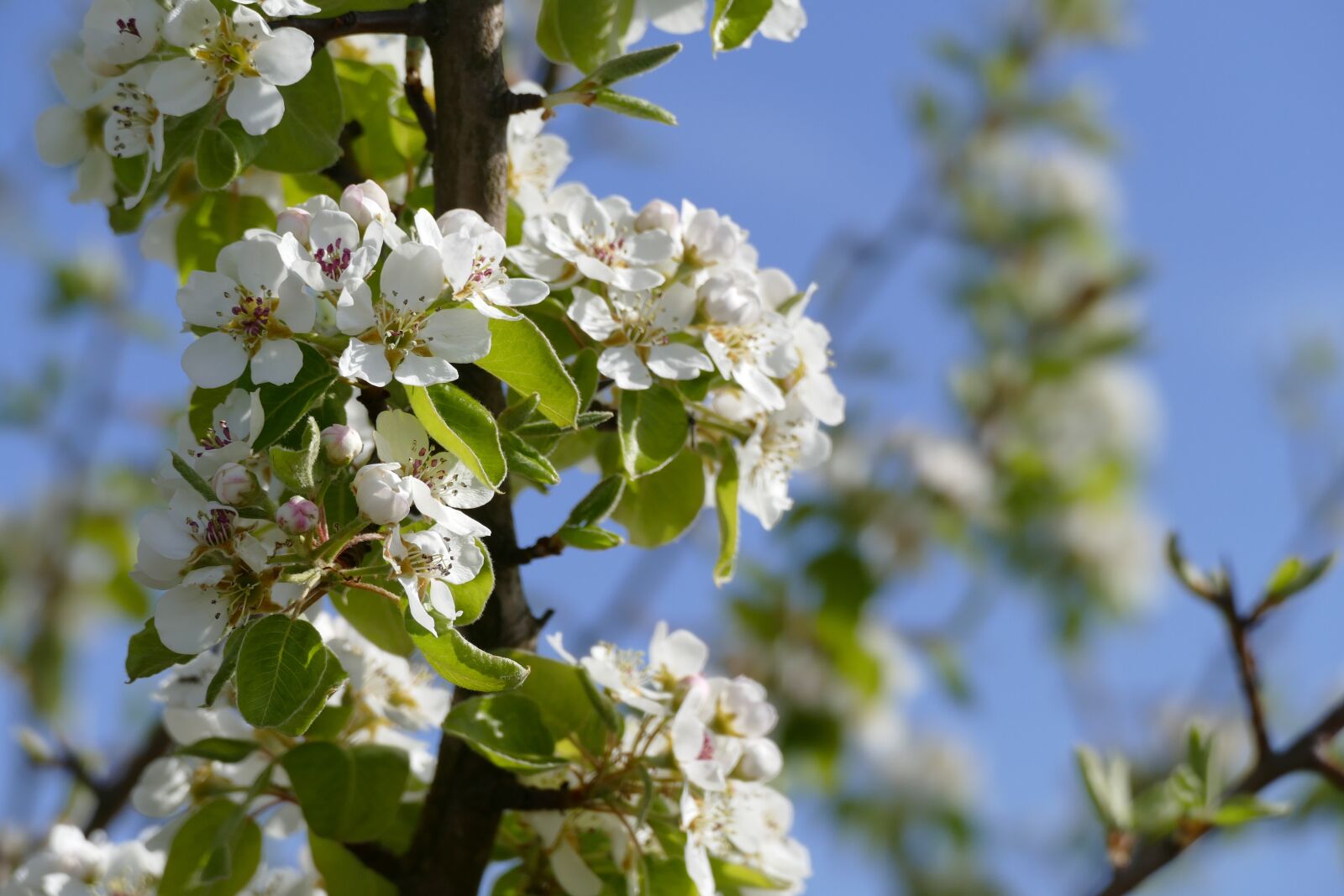 Panasonic Lumix DMC-FZ1000 sample photo. Tree, blossom, bloom photography