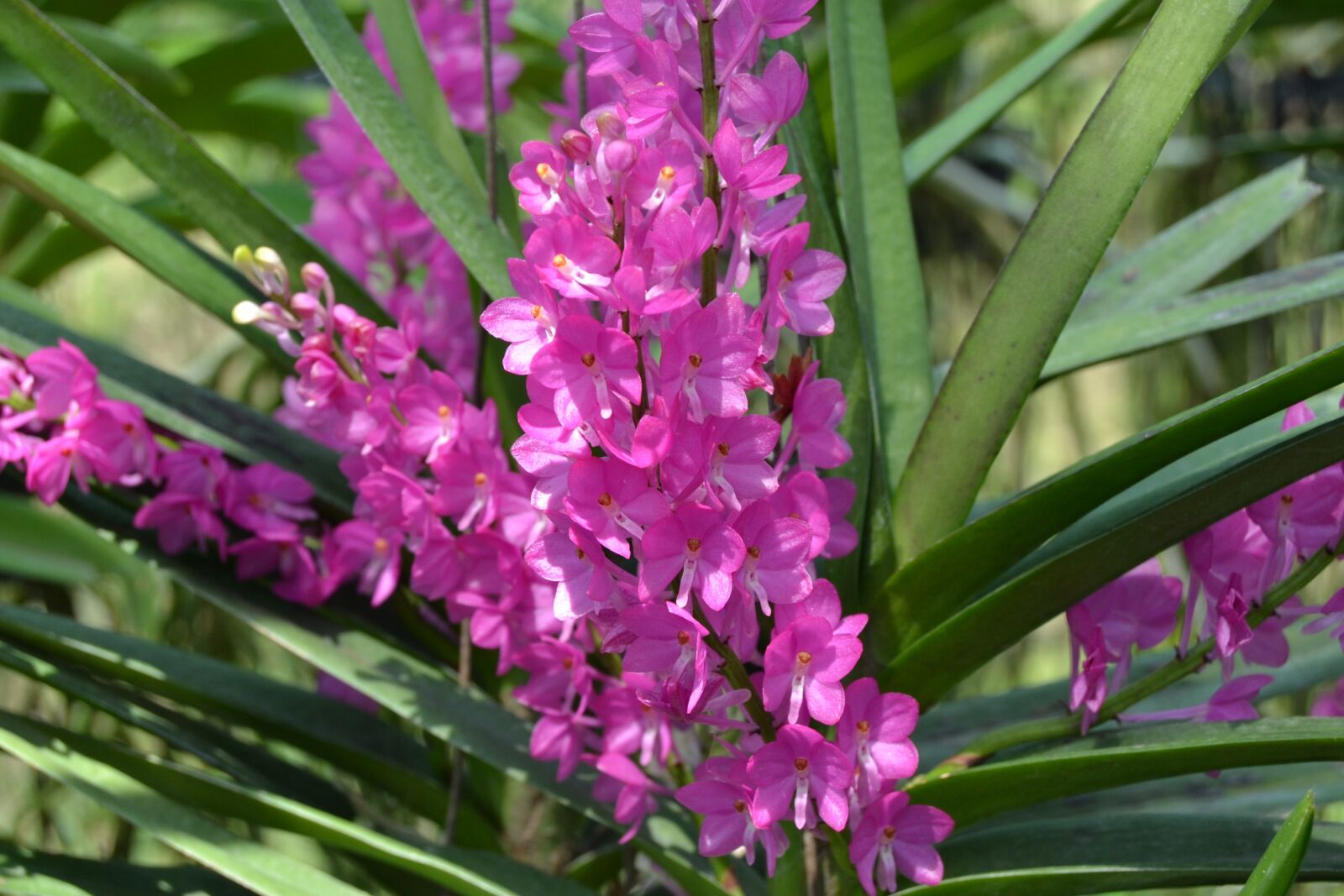 Nikon D3100 sample photo. Flower, purple, purple flower photography