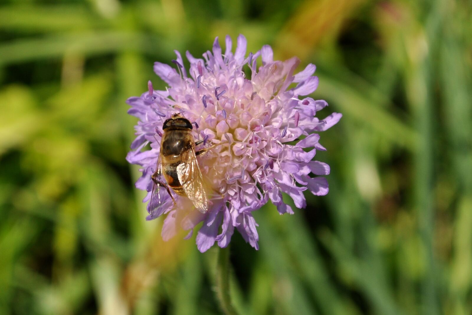 Nikon D5000 sample photo. Nature, flower, plant photography