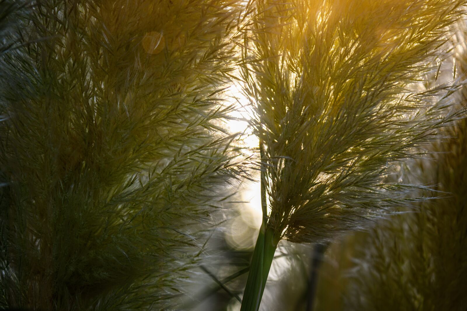 Nikon Z6 sample photo. Grass, selloana, plant photography