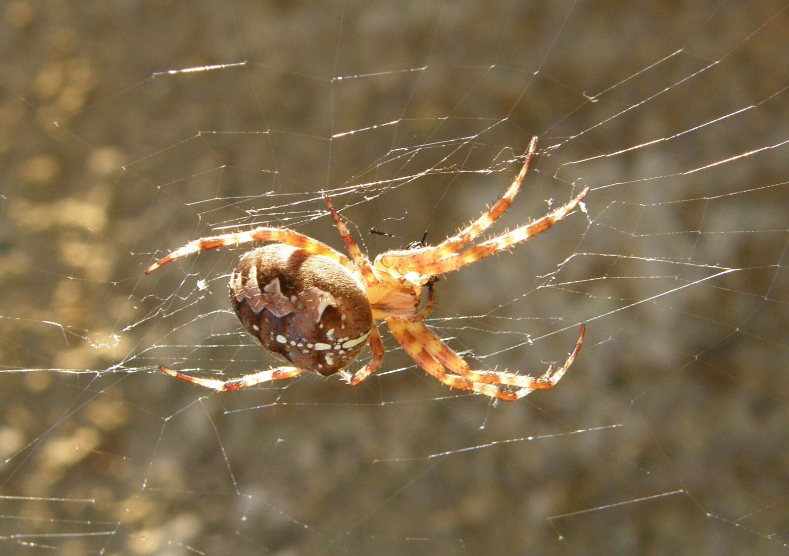 Olympus SP550UZ sample photo. Spider, cobweb, close up photography