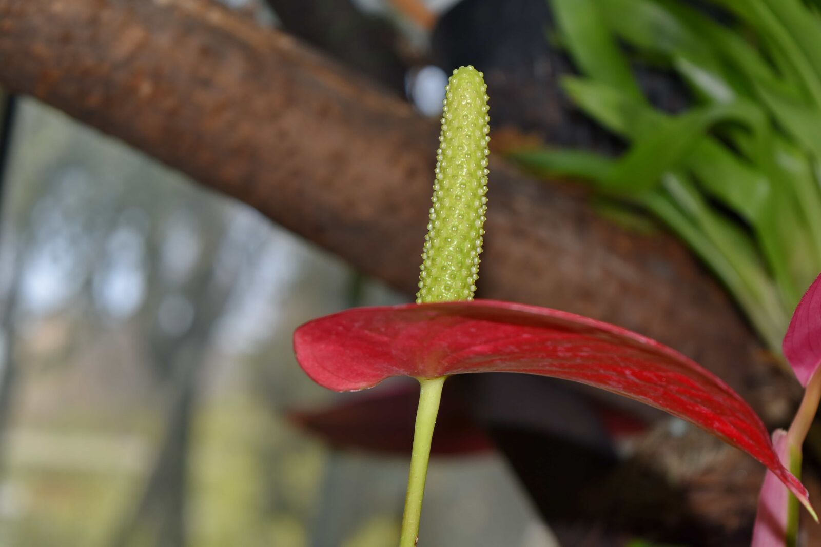 Nikon D5500 sample photo. Beautiful, beautiful flowers, flower photography