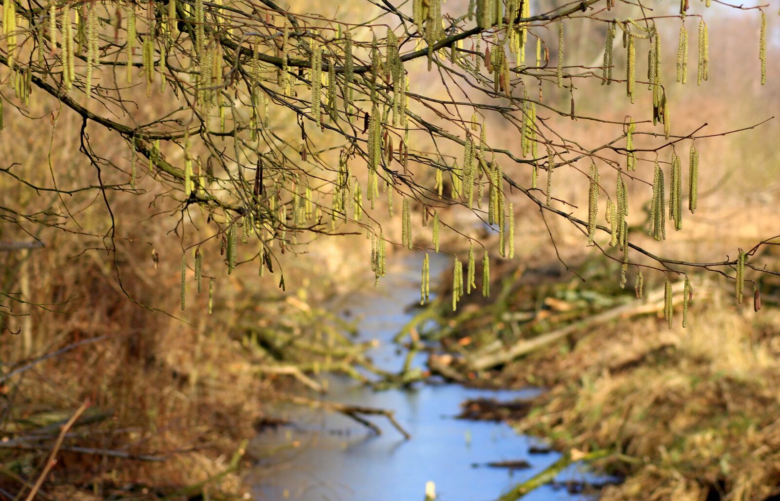 Canon EOS 1200D (EOS Rebel T5 / EOS Kiss X70 / EOS Hi) sample photo. Brook, the brook, winter photography