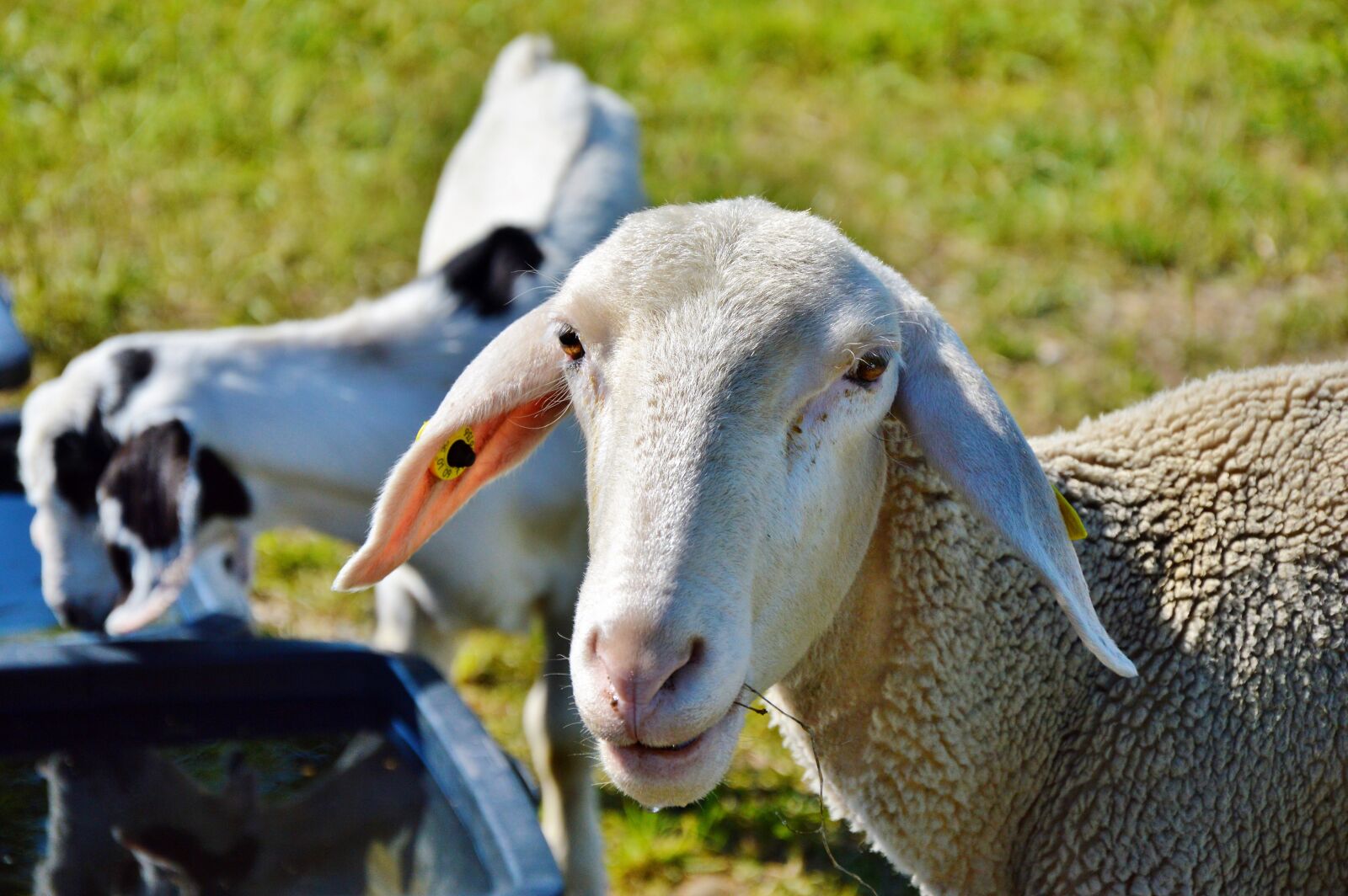 Nikon D3200 sample photo. Sheep, schäfchen, livestock photography