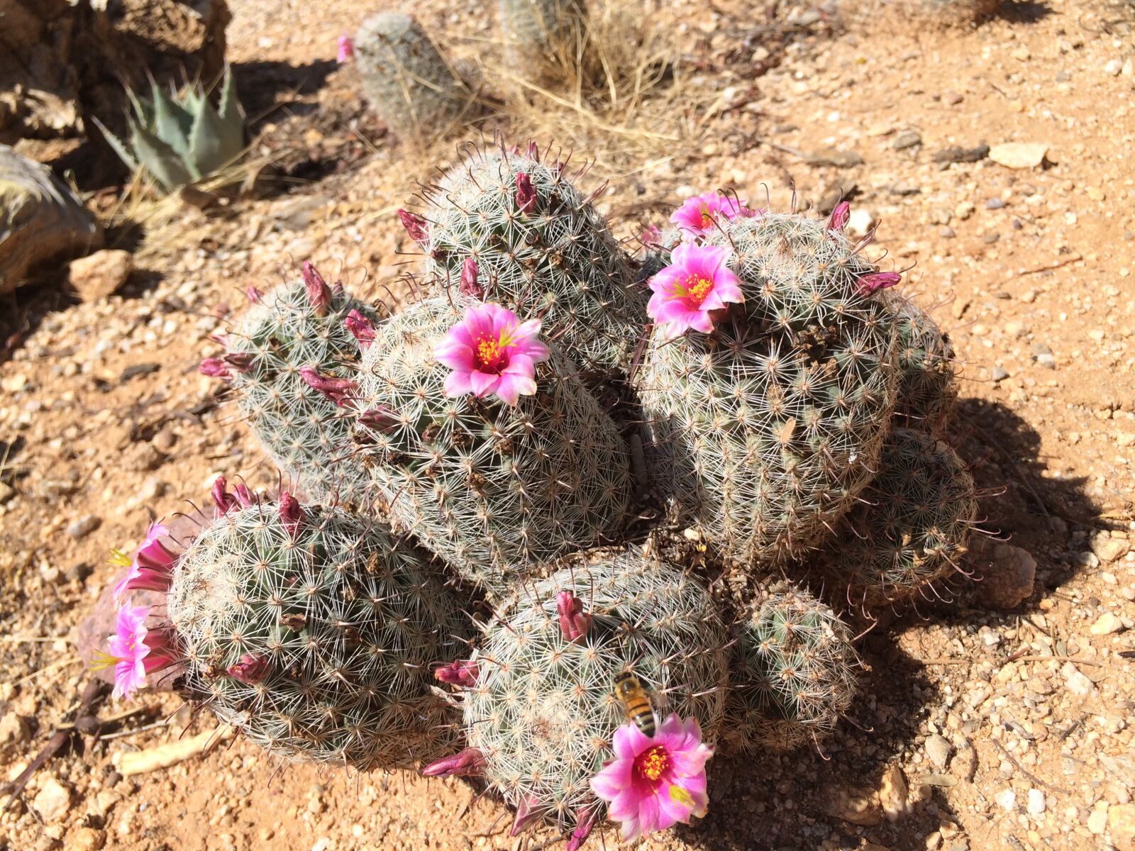 iPhone 5s back camera 4.15mm f/2.2 sample photo. Cactus, cacti, pincushion photography