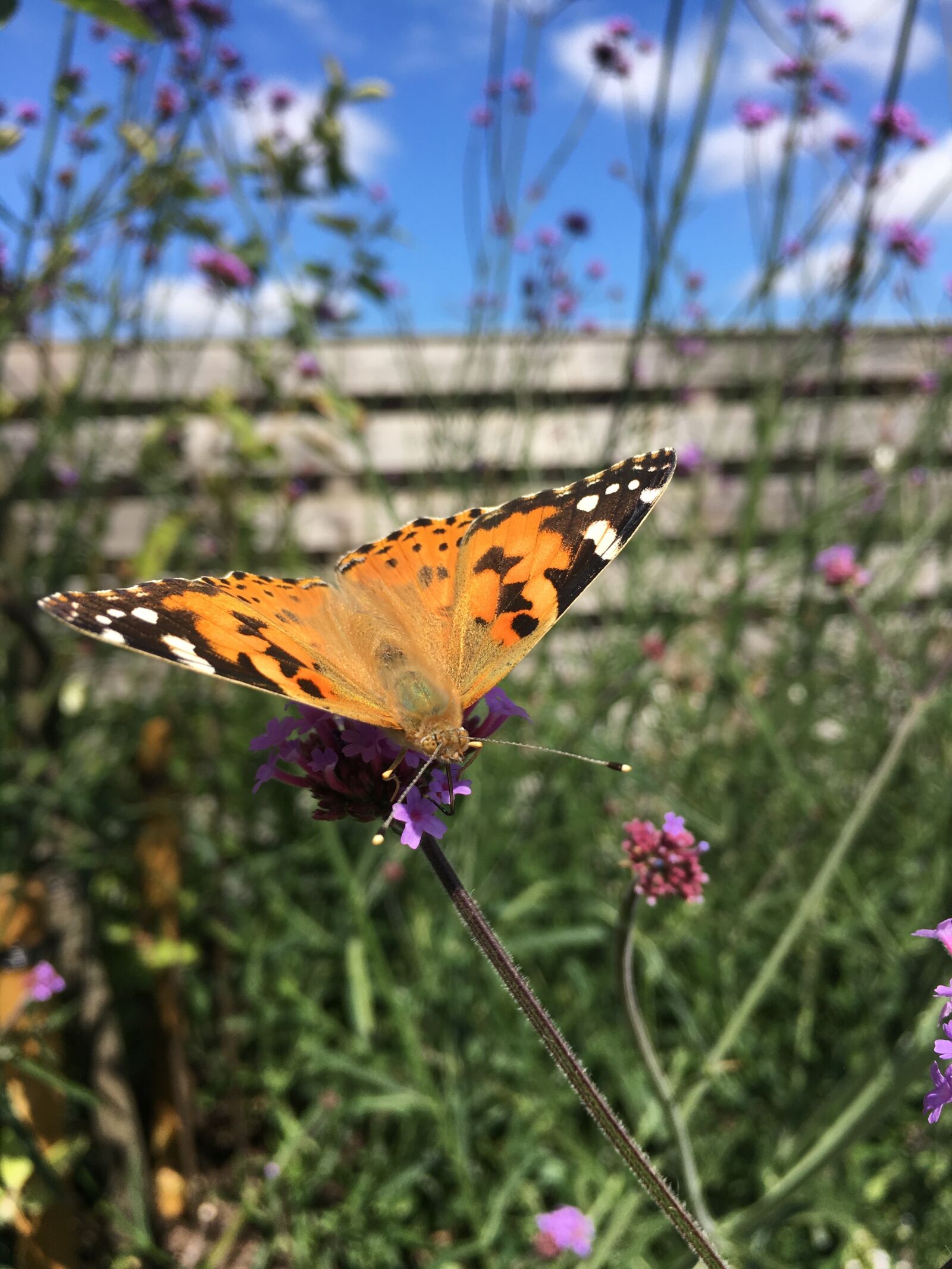 Apple iPhone 6s sample photo. Butterfly, big fox, butterflies photography