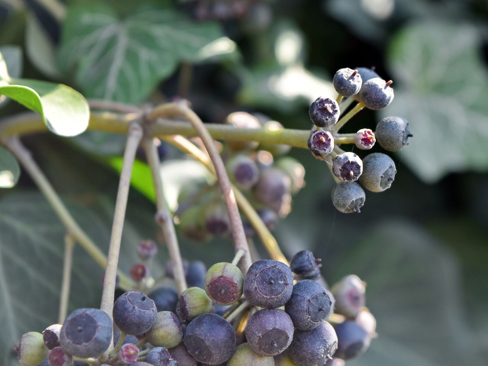 Nikon D5500 sample photo. Ivy, nature, berry, cluster photography