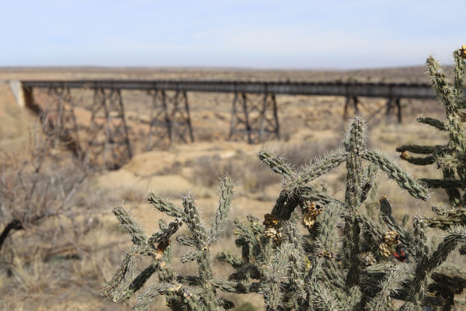 Canon EF 50mm F1.8 STM sample photo. Cactus, train trellis, desert photography