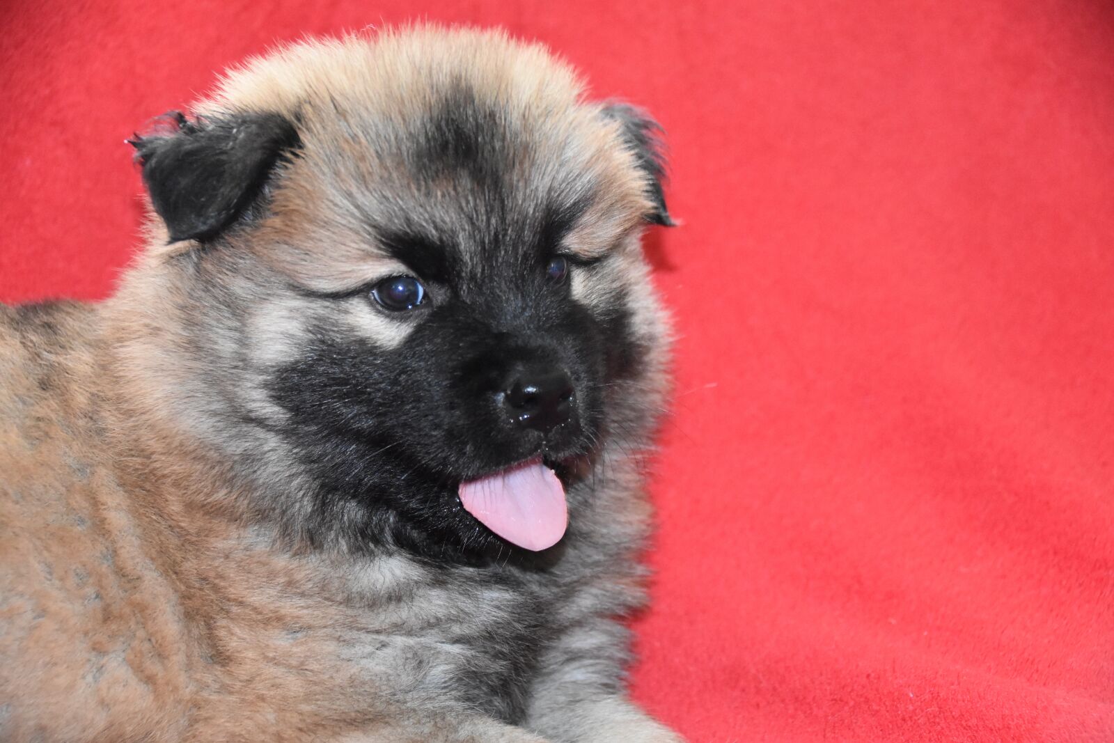 Nikon D5600 sample photo. Dog, puppy, young dog photography