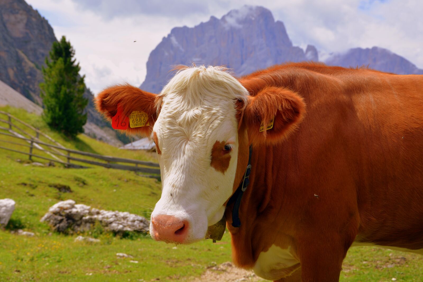 Nikon D7100 sample photo. Cow, pasture, mountain photography