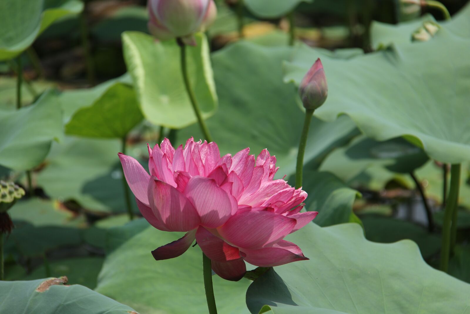 Canon EF-S 18-200mm F3.5-5.6 IS sample photo. Water lily, plant, scenery photography