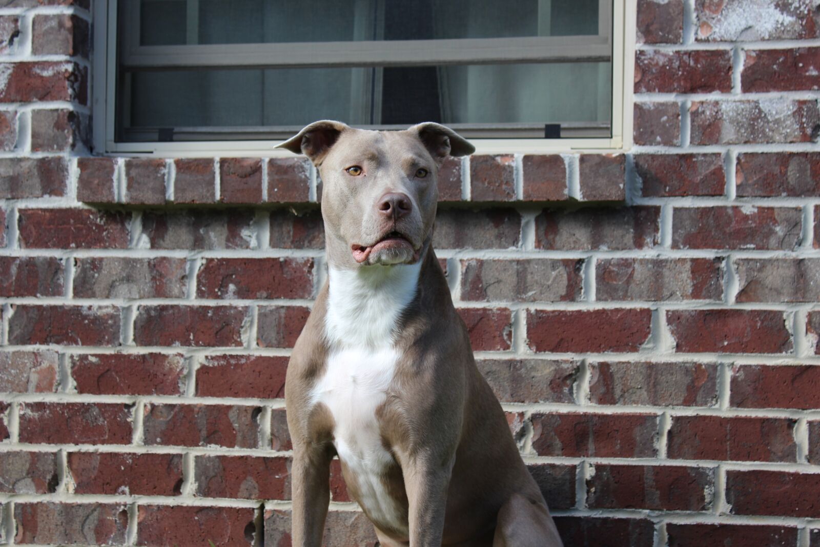 Canon EOS 1200D (EOS Rebel T5 / EOS Kiss X70 / EOS Hi) sample photo. Pit bull, strong, american photography