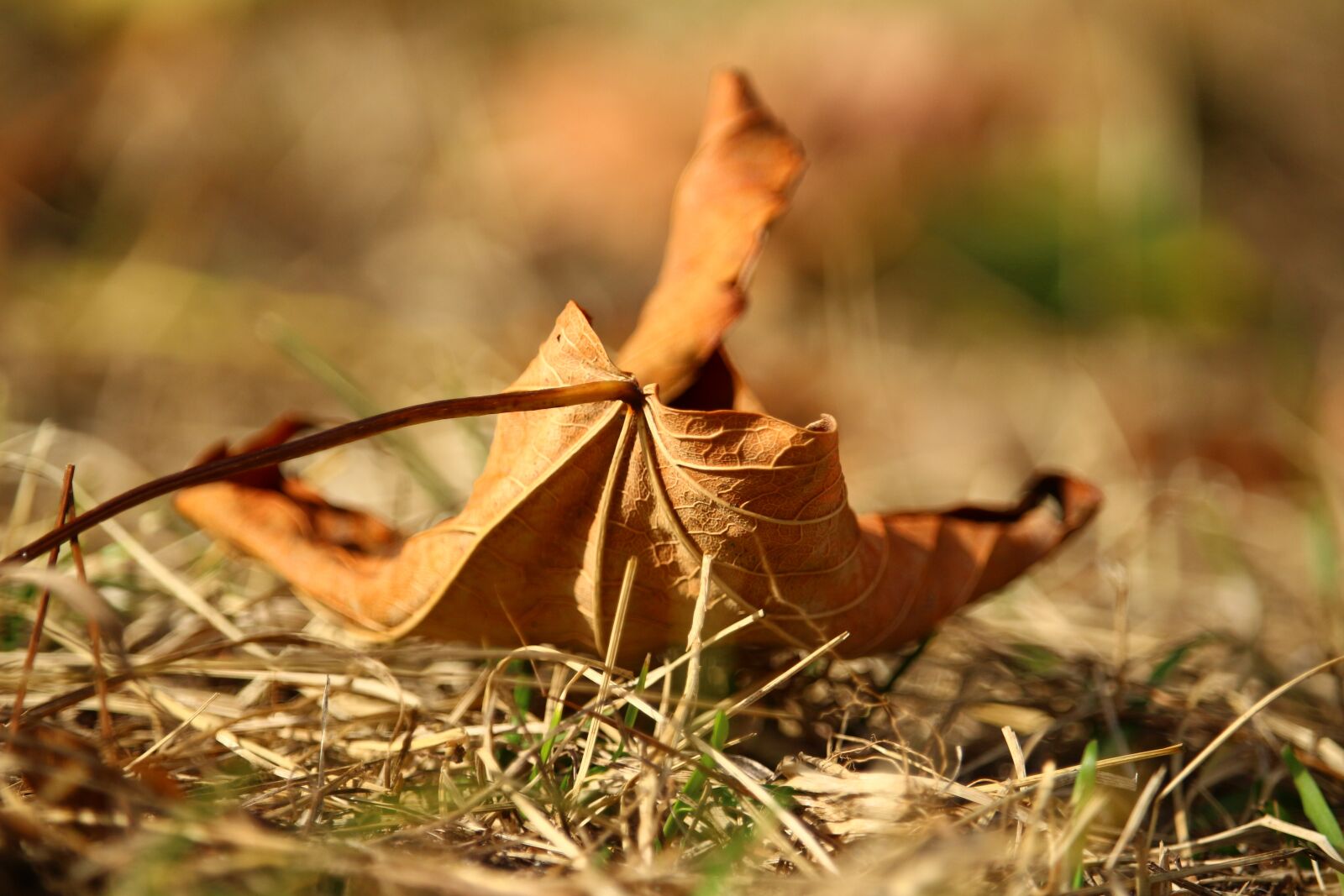 Canon EOS 100D (EOS Rebel SL1 / EOS Kiss X7) sample photo. Leaf, autumn, leaves photography
