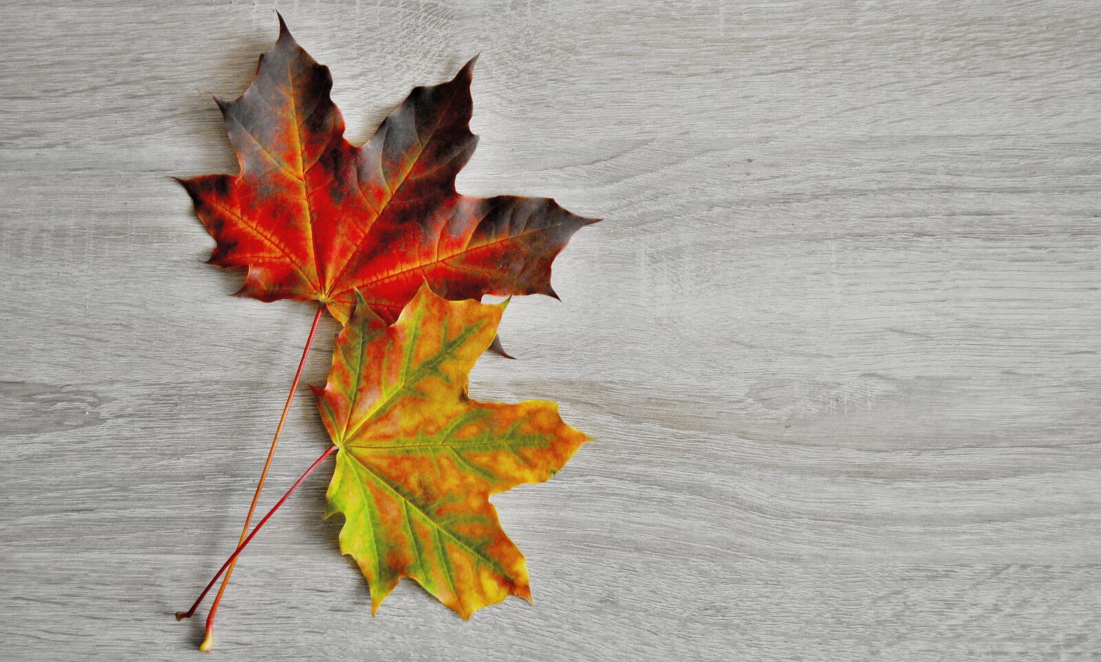 Nikon D5000 sample photo. Clone, foliage, autumn photography