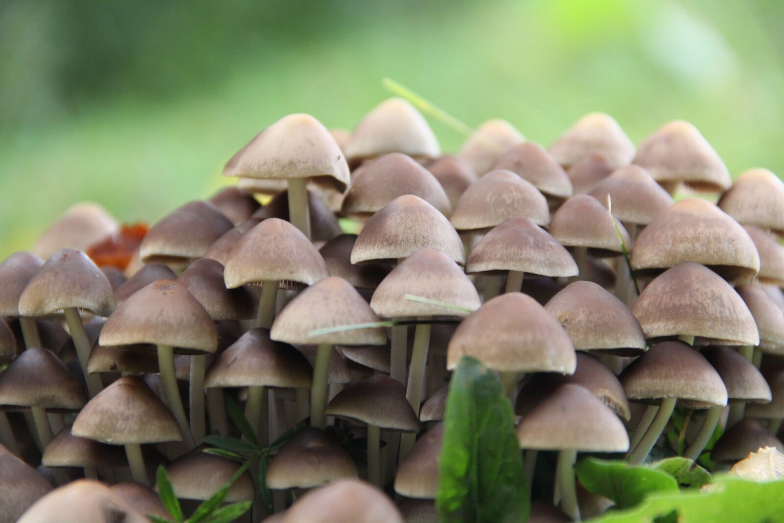 Canon EOS 60D sample photo. Mini mushrooms, nature, autumn photography