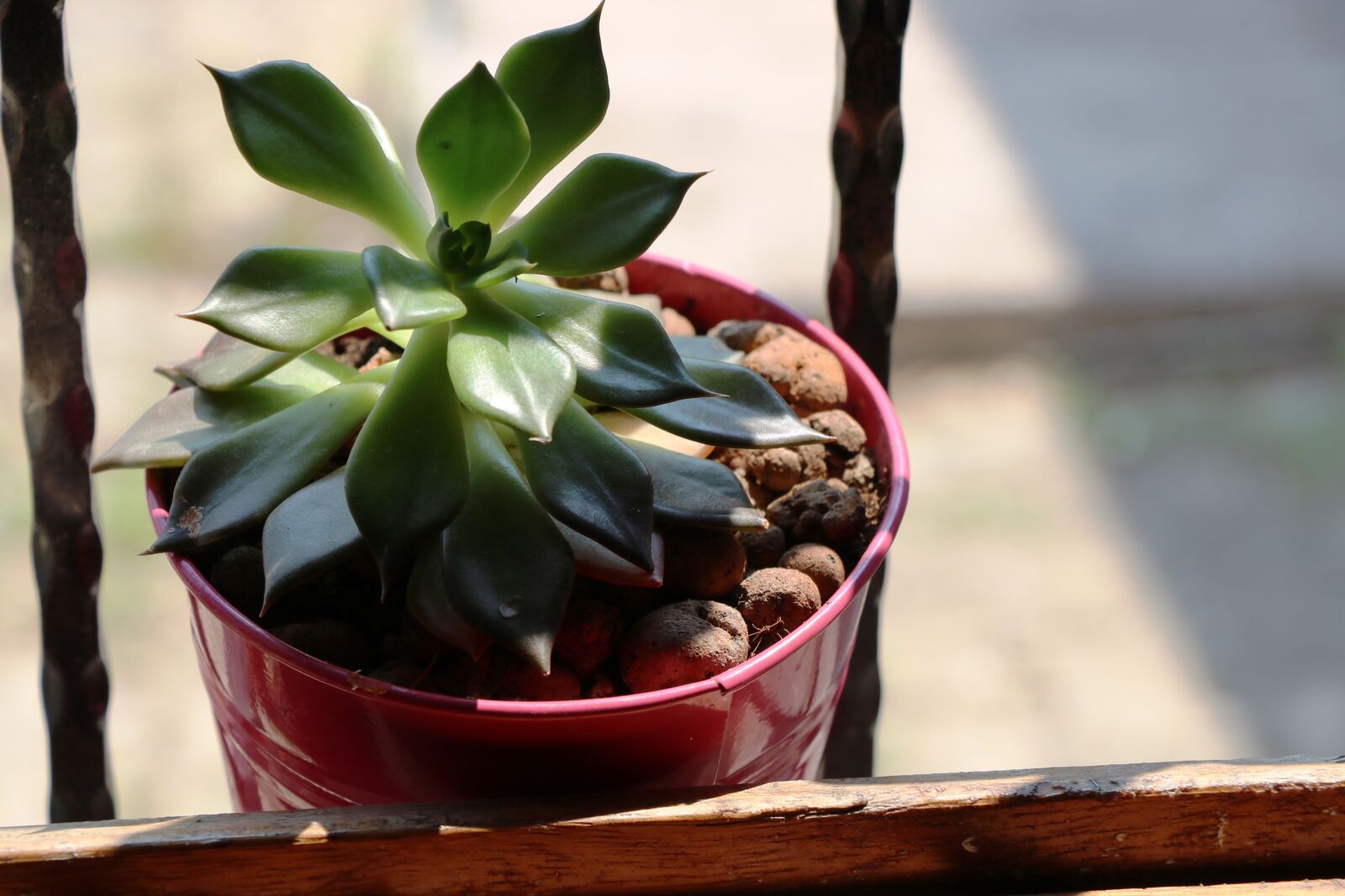 Canon EOS 750D (EOS Rebel T6i / EOS Kiss X8i) sample photo. Sukulent, flowerpot, plant photography