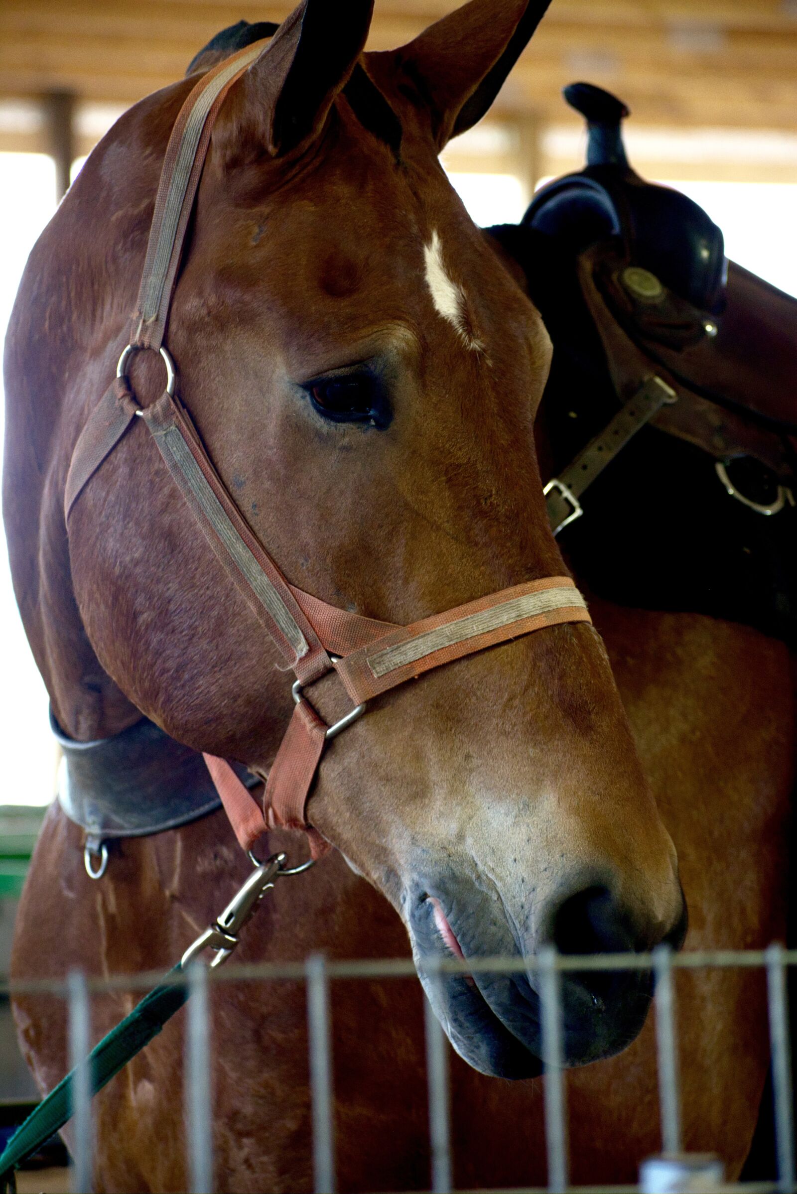 Nikon D3400 sample photo. Horse, farm, nature photography