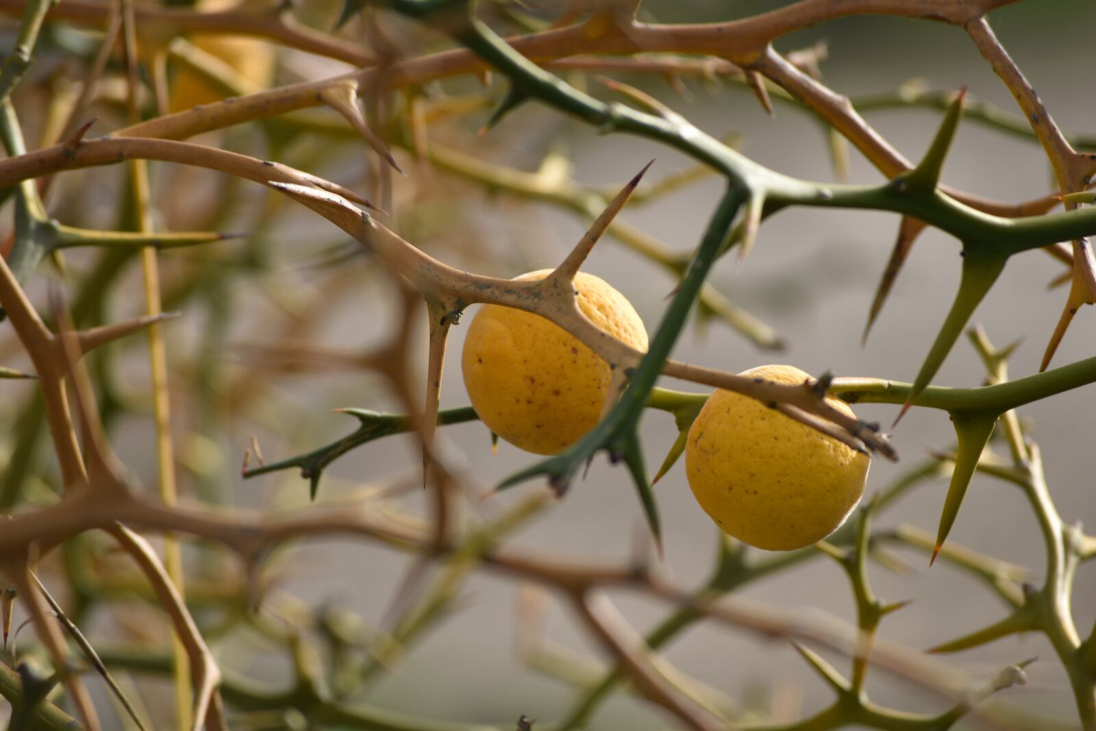 Nikon D5500 sample photo. Flora, thorn, nature photography