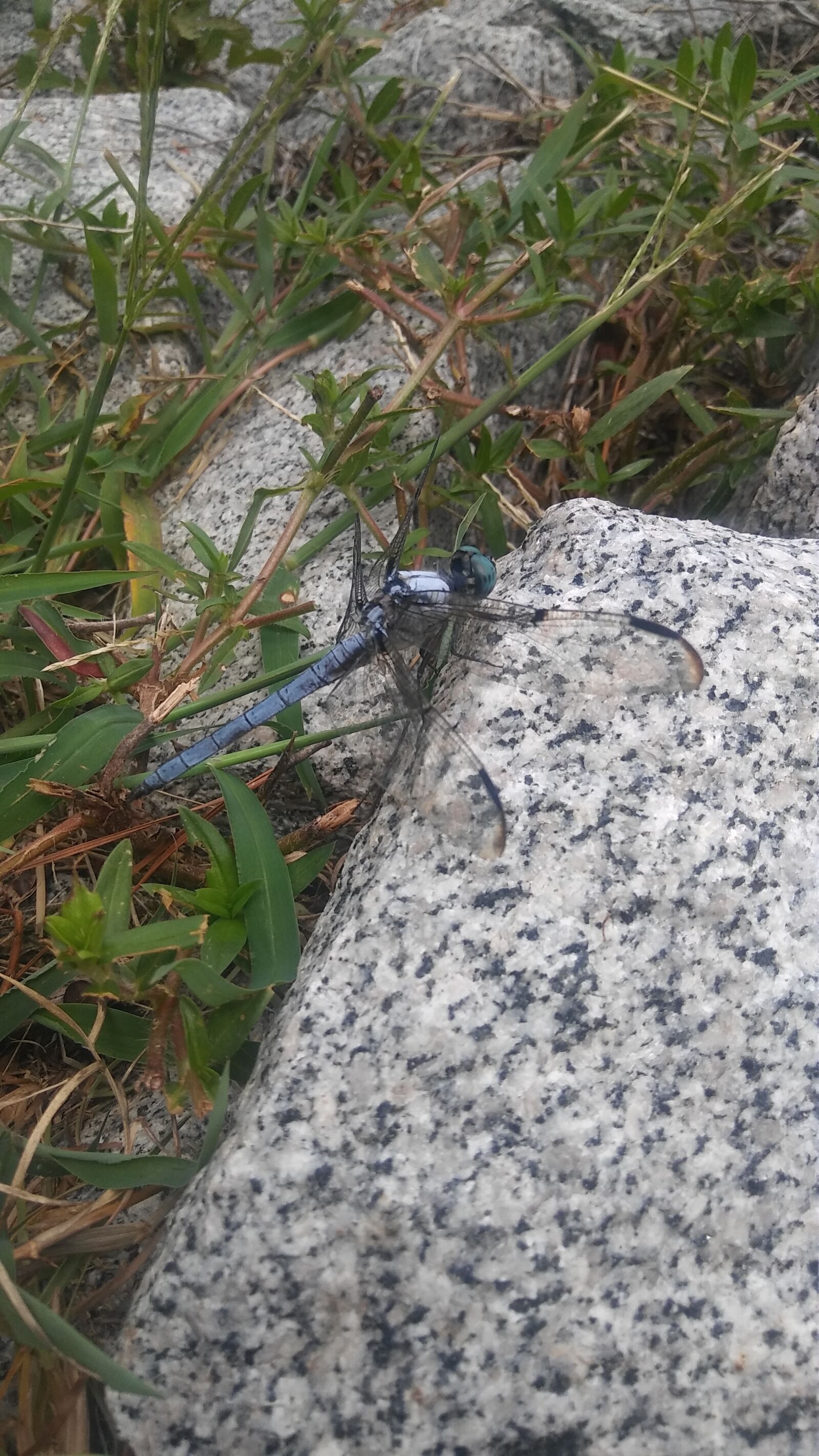 LG STYLO 2 PLUS sample photo. Bug, dragonflies, dragonfly, dragonfly photography