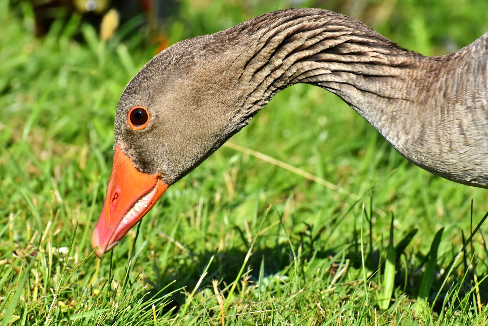 Nikon D7200 sample photo. Goose, wildlife, bird photography