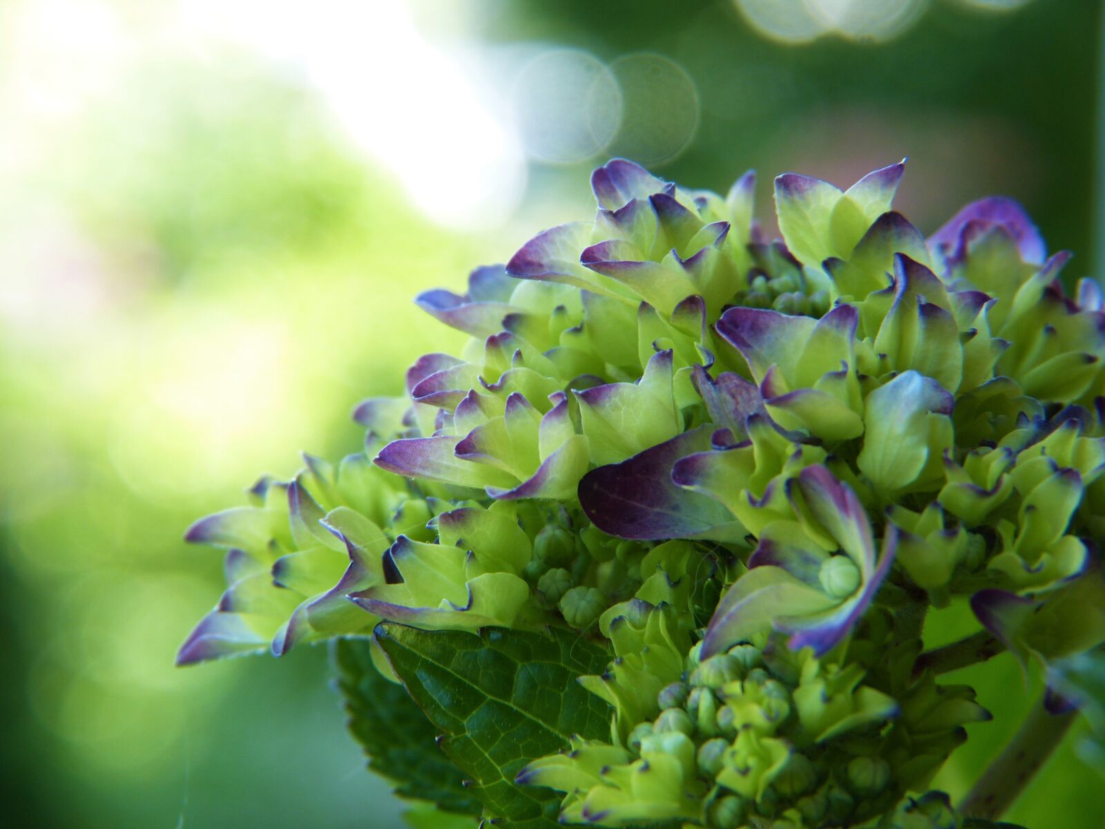 Panasonic Lumix DMC-FZ150 sample photo. Hydrangea, blue, blossom photography