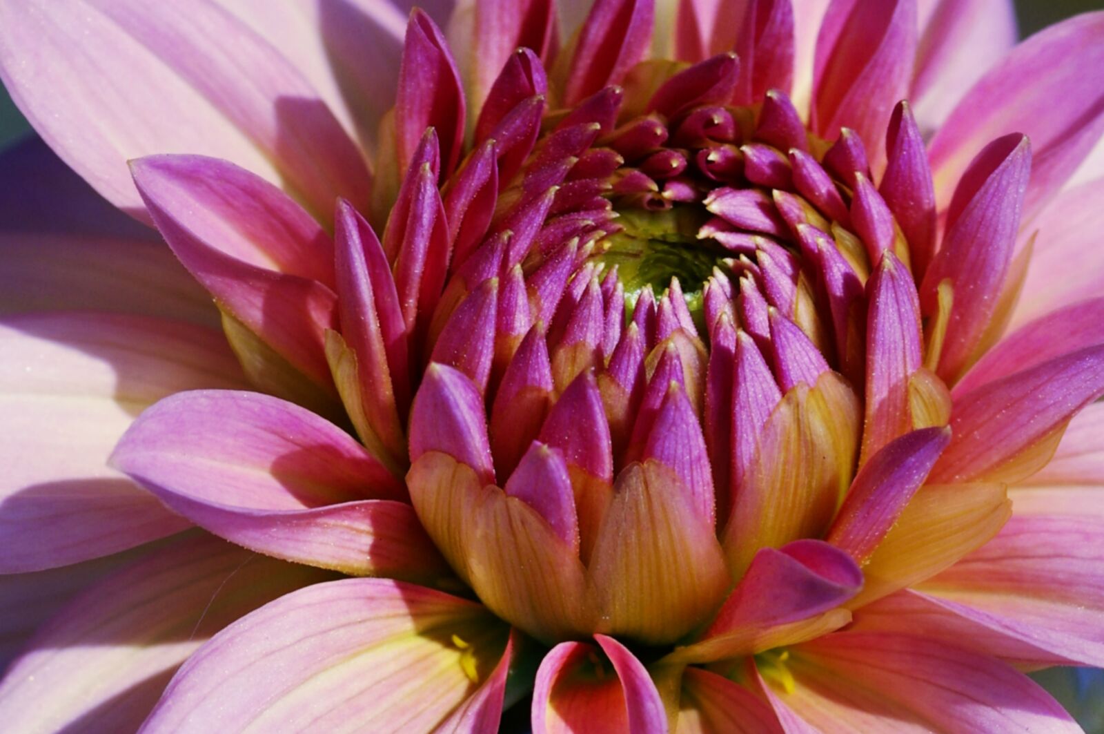 Pentax K-3 sample photo. Dahlia, flower, summer photography