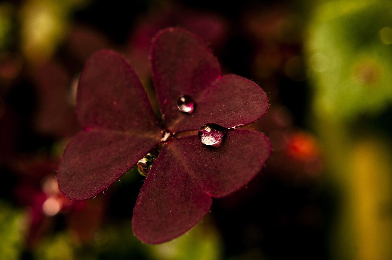 Nikon D40 sample photo. Nature, forest, color photography