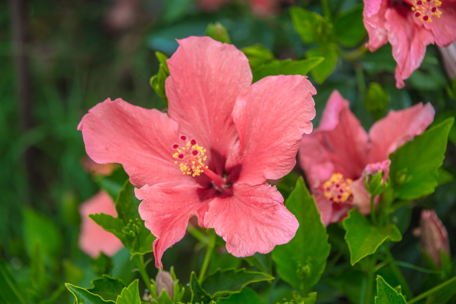 Nikon D800 sample photo. Hibiscus flower, red flower photography