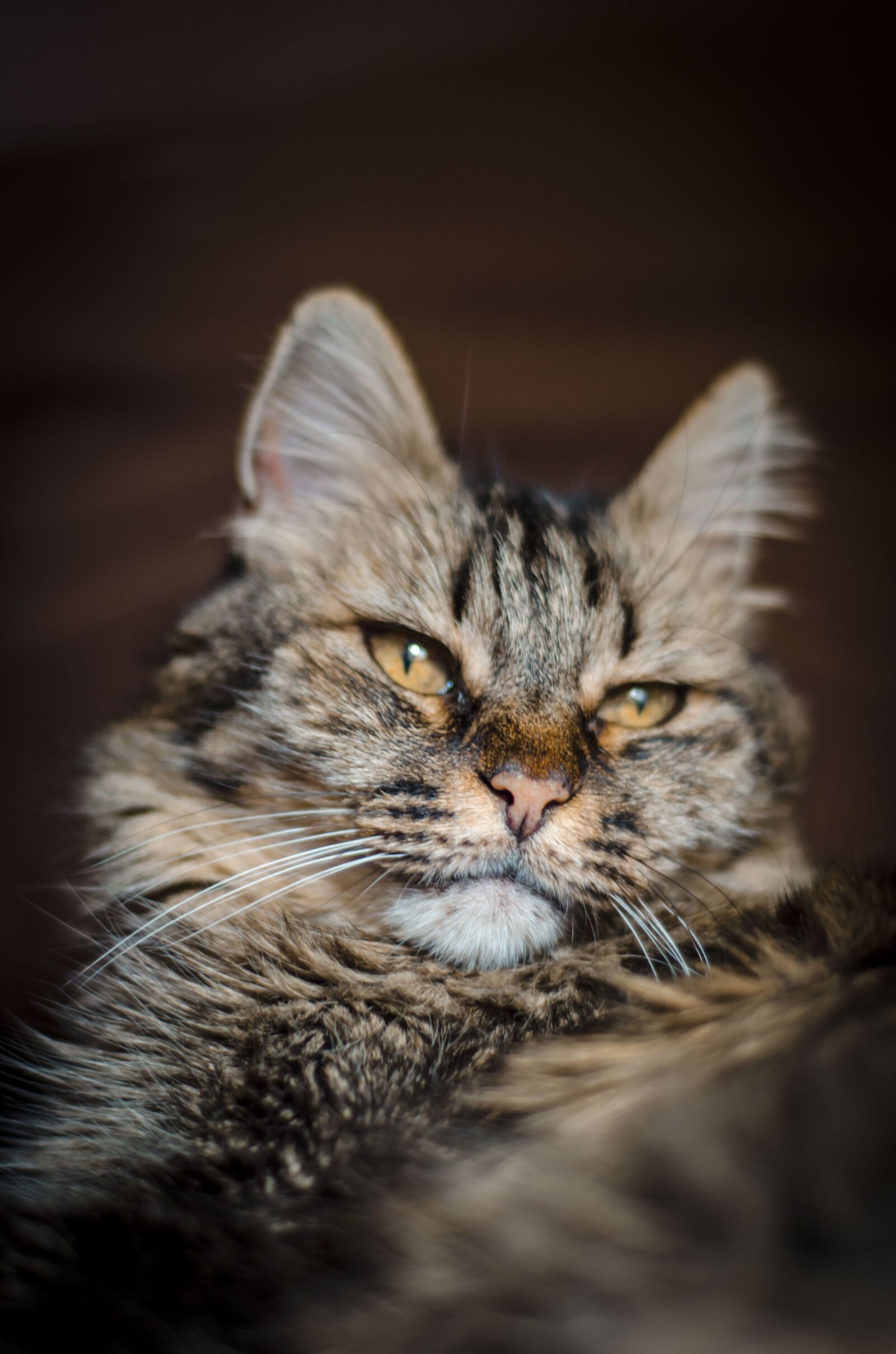 Nikon D7000 sample photo. Animal, cat, pet photography