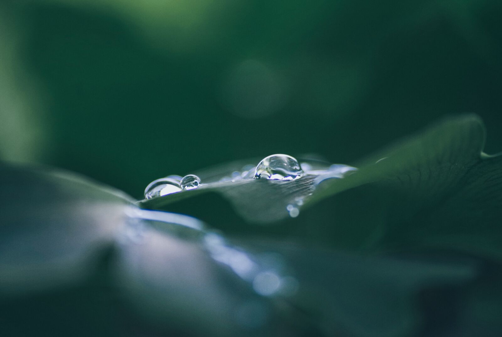 Pentax K-30 sample photo. Drip, leaf, plant photography