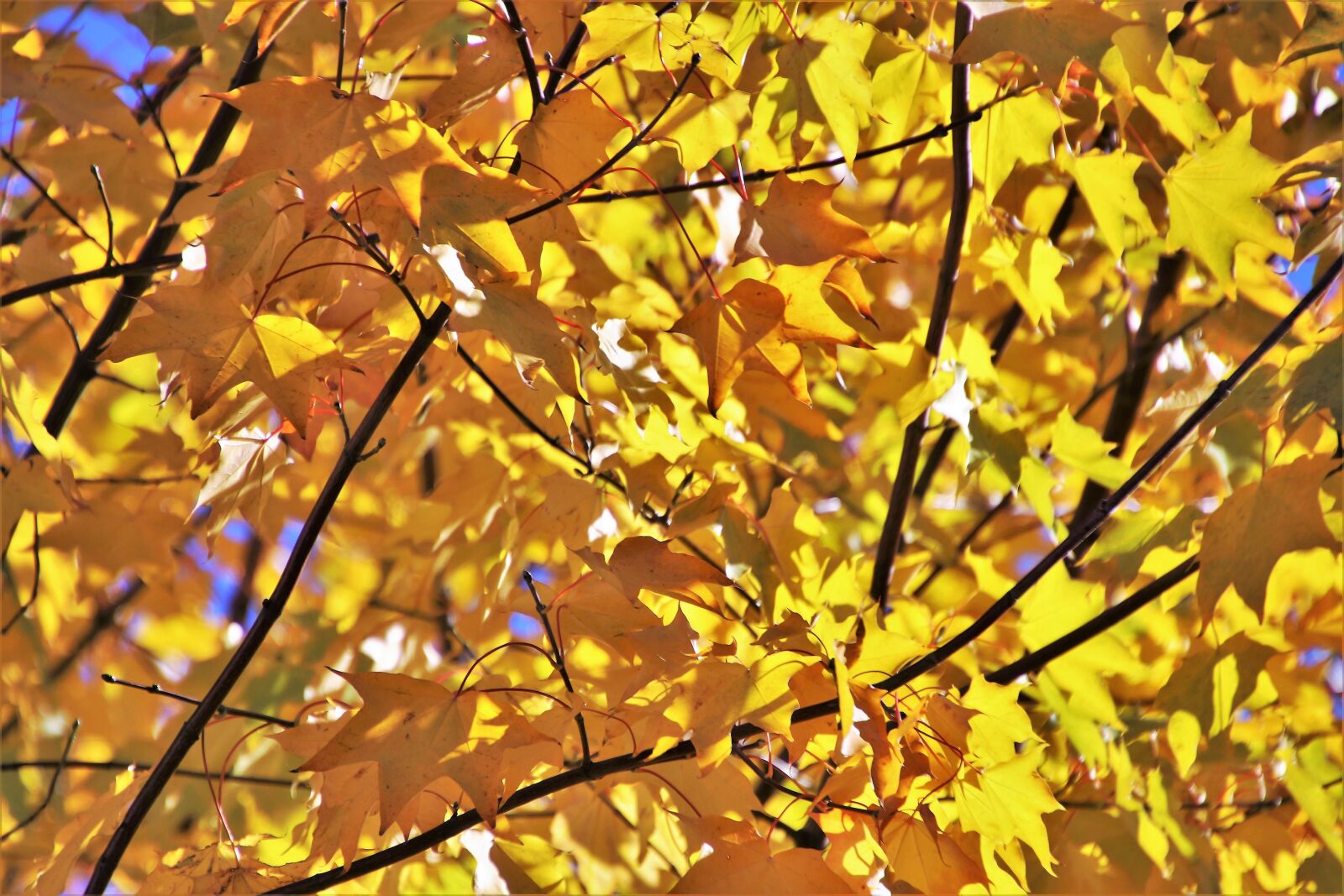 Canon EOS 80D sample photo. Golden, sunny, branch photography