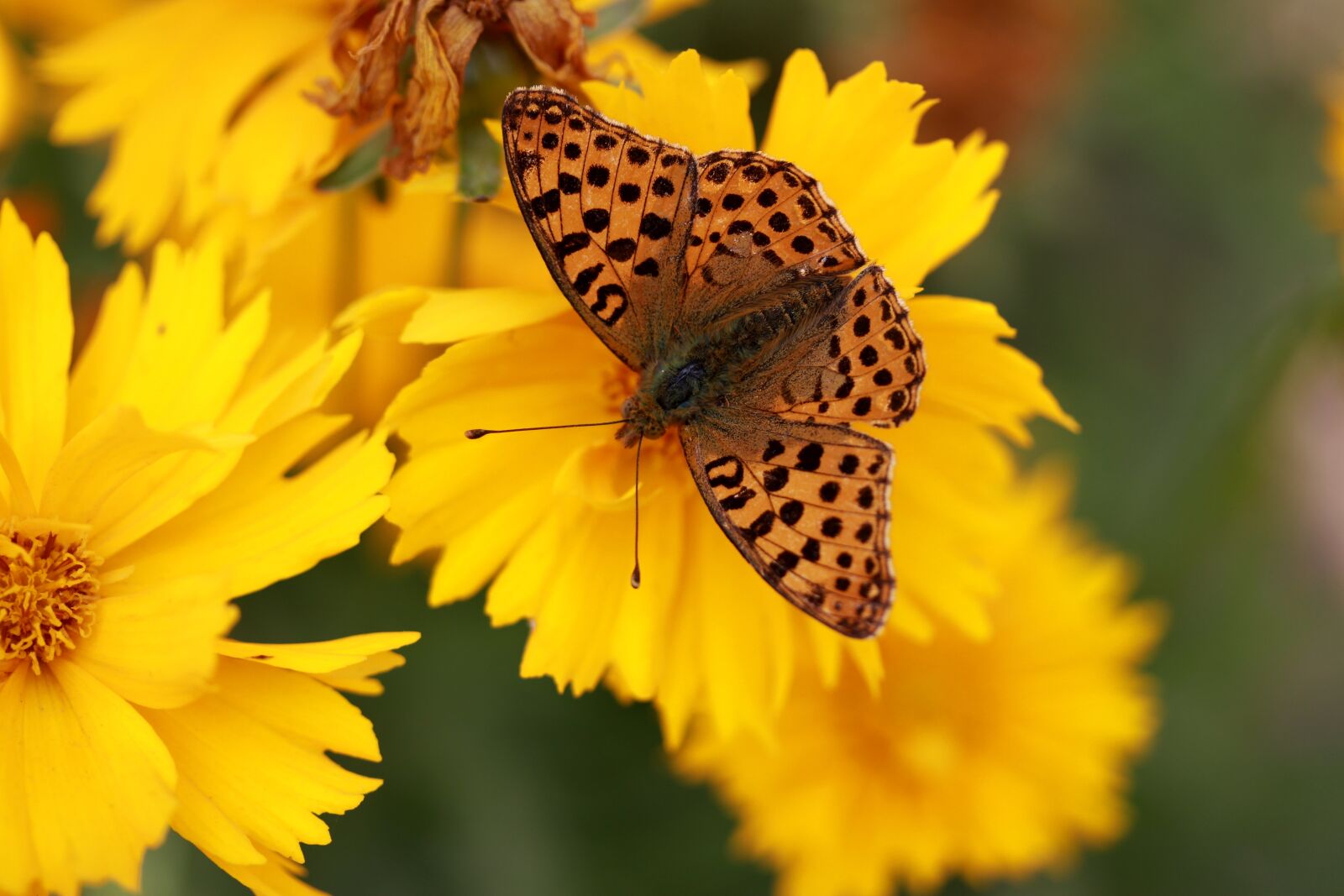 Canon EF-S 60mm F2.8 Macro USM sample photo. Butterfly, flower, yellow photography
