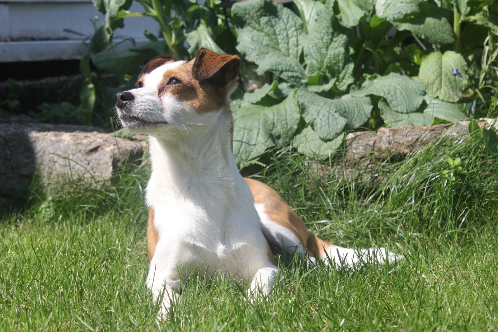 Canon EOS 550D (EOS Rebel T2i / EOS Kiss X4) sample photo. Dog, cute photography