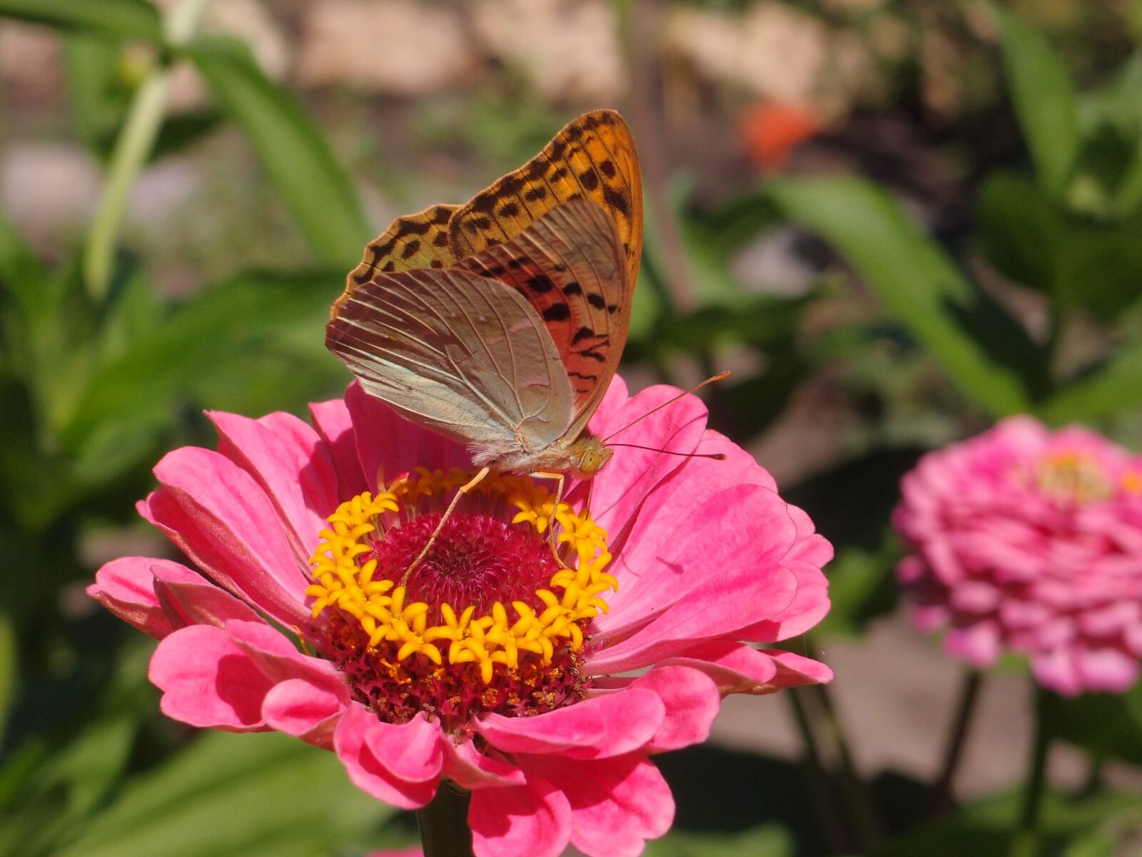 Olympus XZ-1 sample photo. Butterfly, summer, flower photography