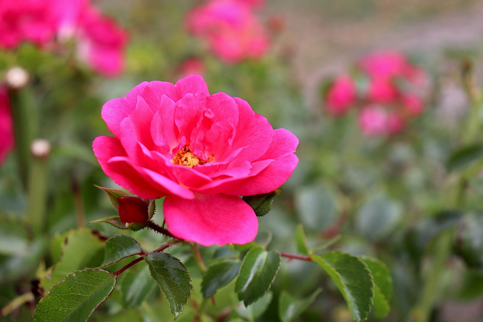 Canon EOS 800D (EOS Rebel T7i / EOS Kiss X9i) sample photo. Pink, dark pink in photography
