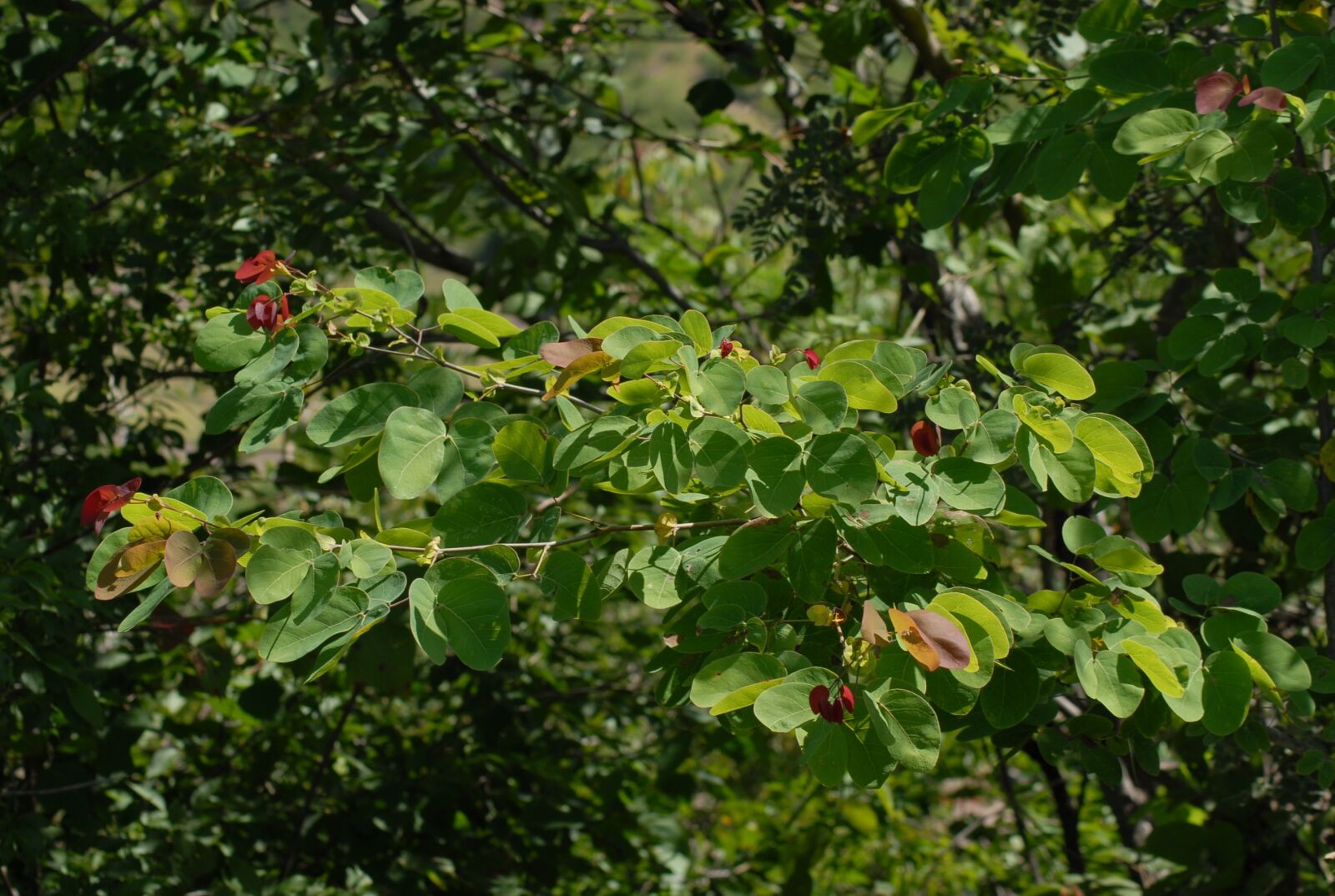 Nikon D200 sample photo. Tree, leaves, nature photography