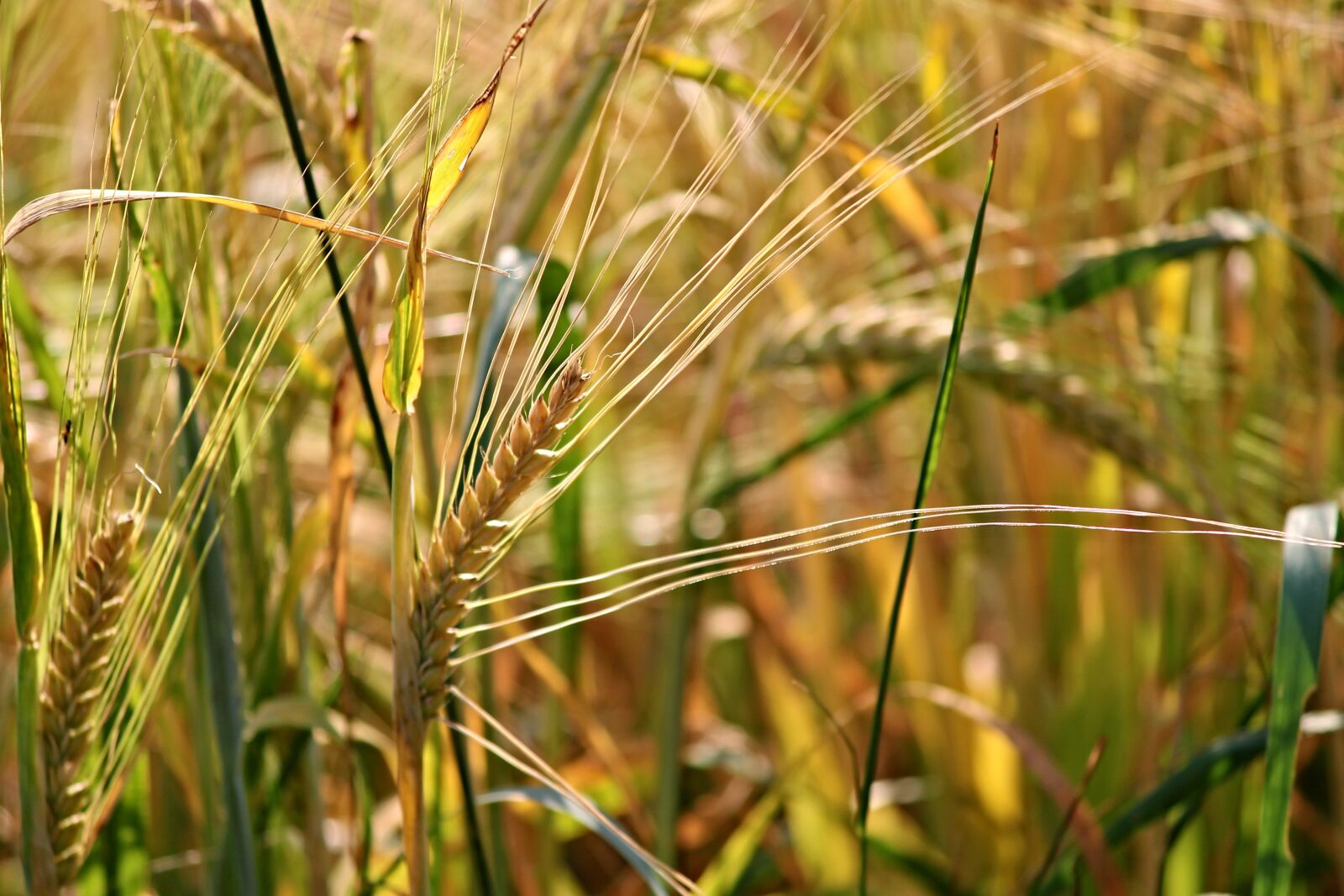 Canon EOS 1100D (EOS Rebel T3 / EOS Kiss X50) sample photo. Rye, cereals, spike photography