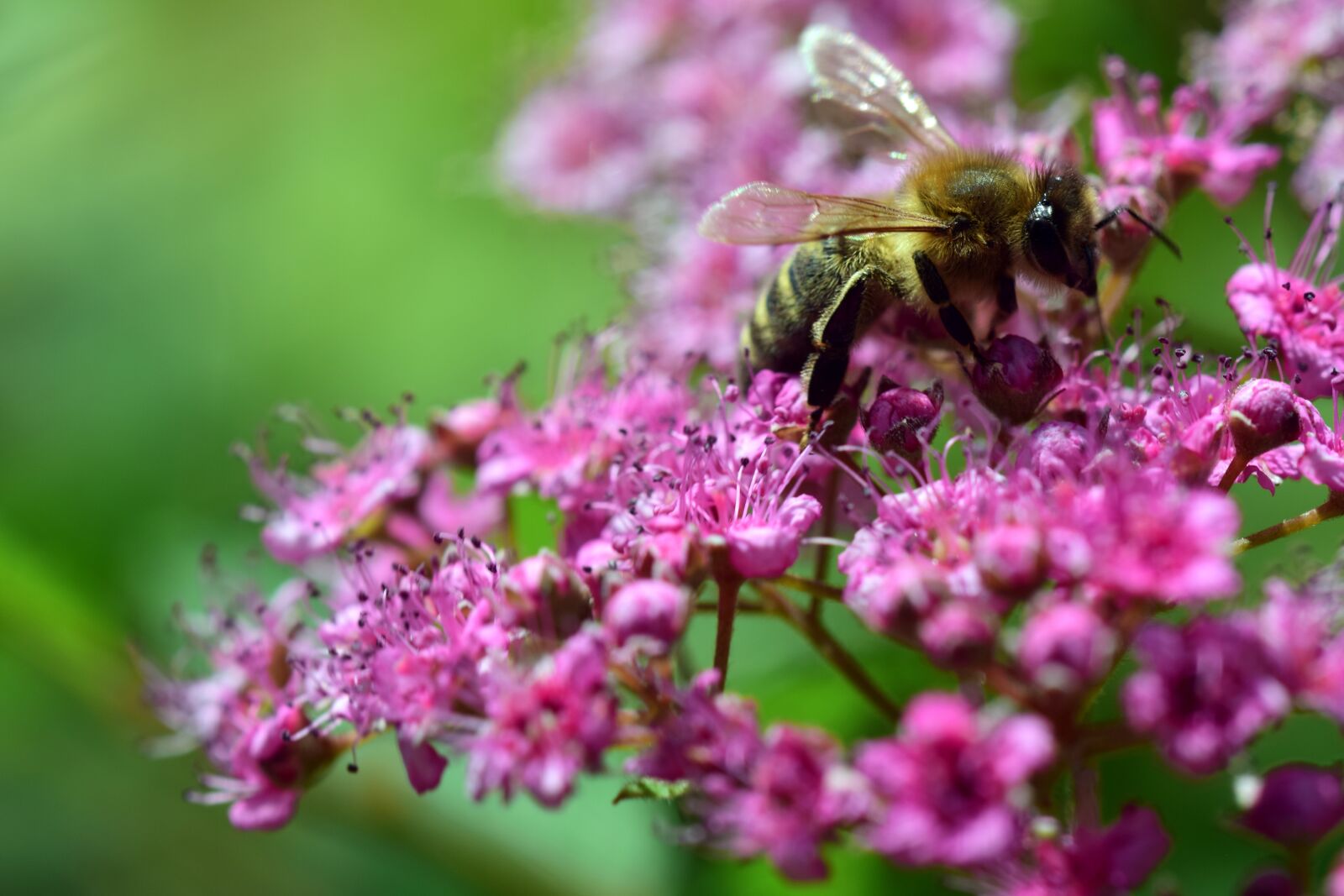 Nikon D3300 sample photo. Bee, collect, spierstrauch photography