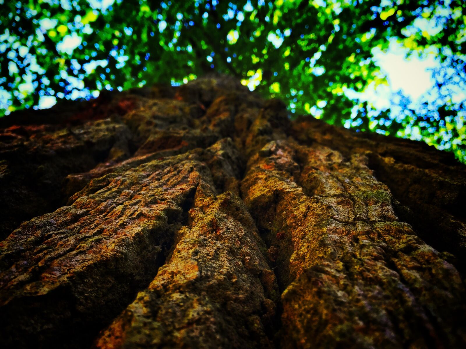 Apple iPhone 6 sample photo. Branch, close, up, daylight photography