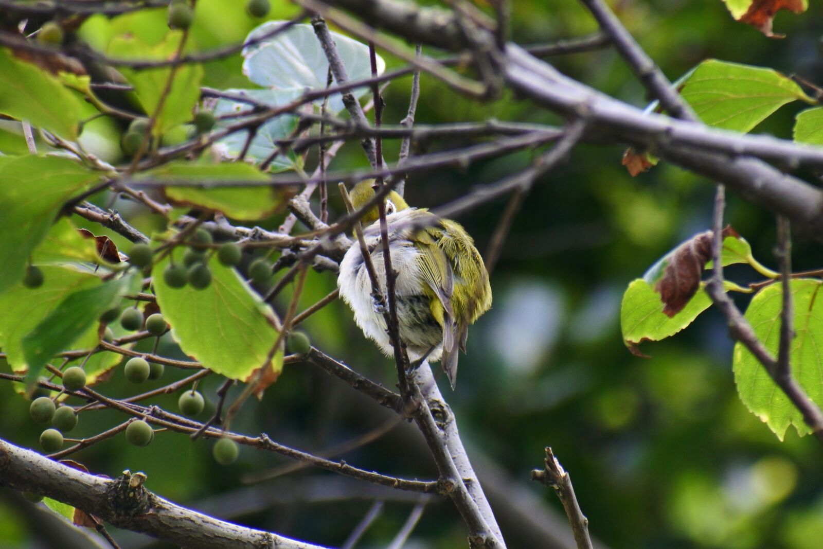 VR 70-300mm f/4.5-6.3G sample photo. Animal, forest, wood photography